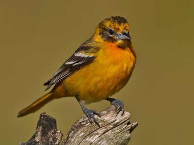 Baltimore Oriole