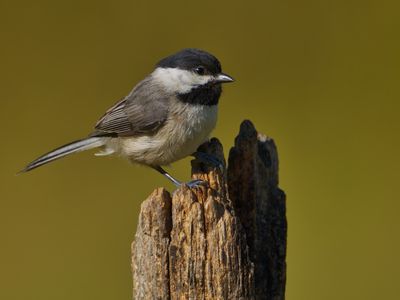 Carolina Chickadee