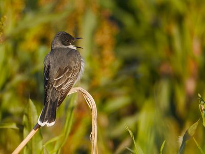 Eastern Kingbird
