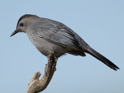 Gray Catbird