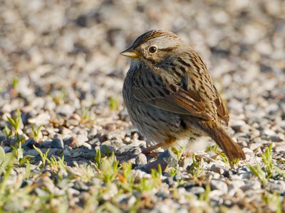Lincoln's Sparrow