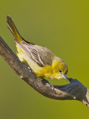 Orchard Oriole