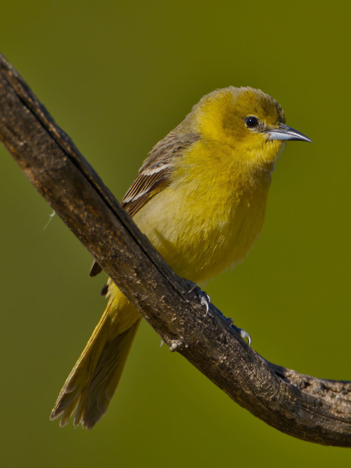 Icterus spurius