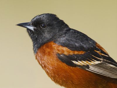 Orchard Oriole