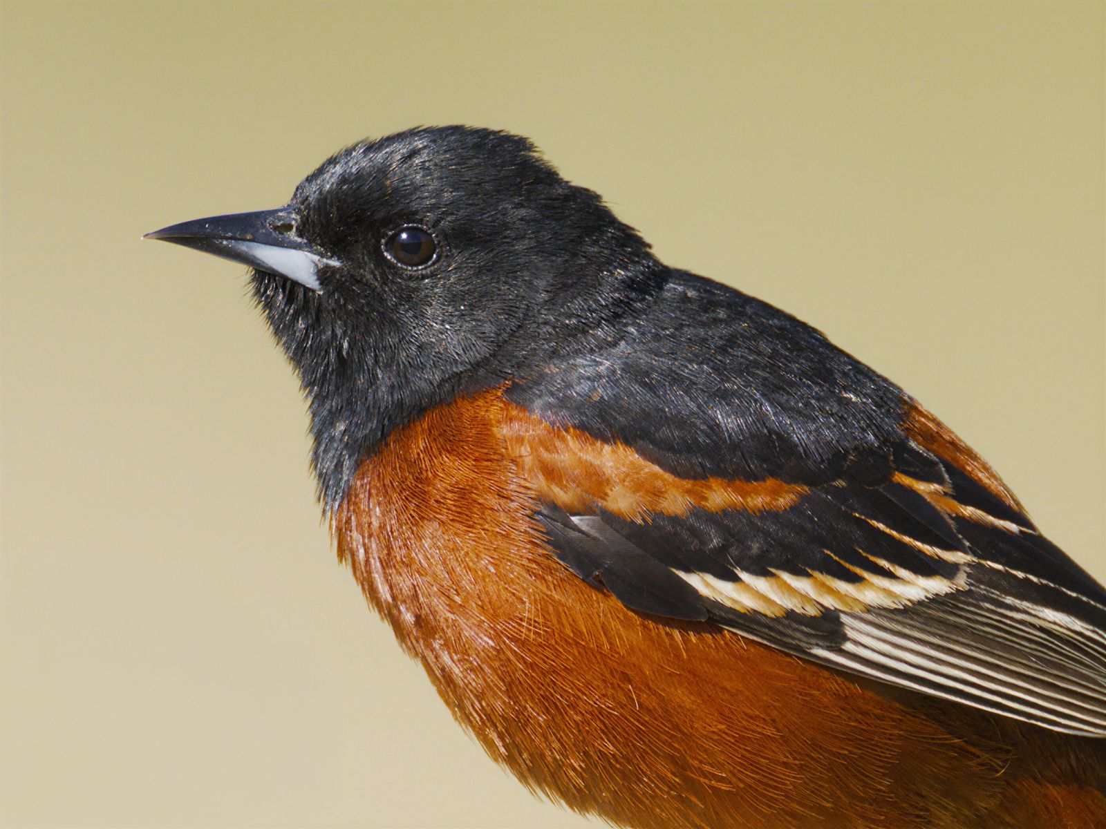 Icterus spurius