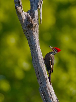 Pileated Woodpecker