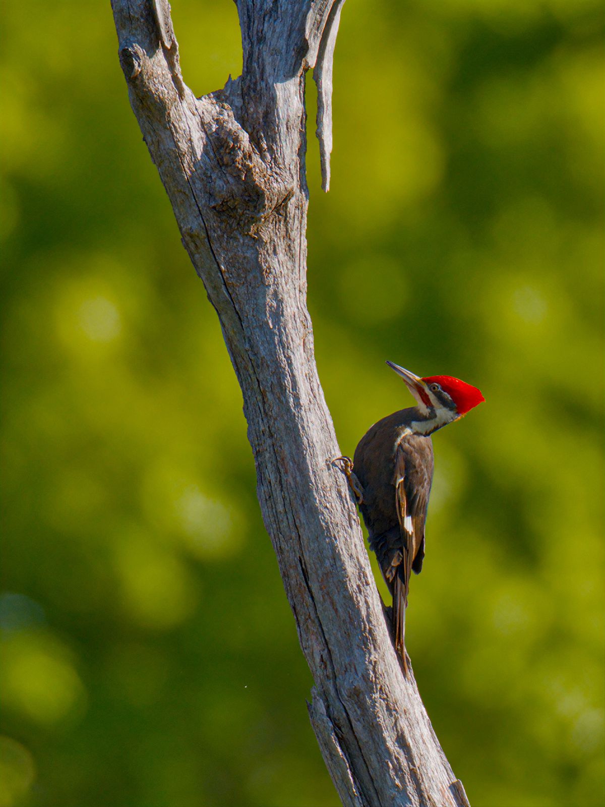 Dryocopus pileatus