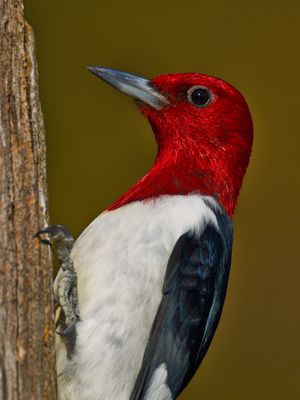 Red-headed Woodpecker