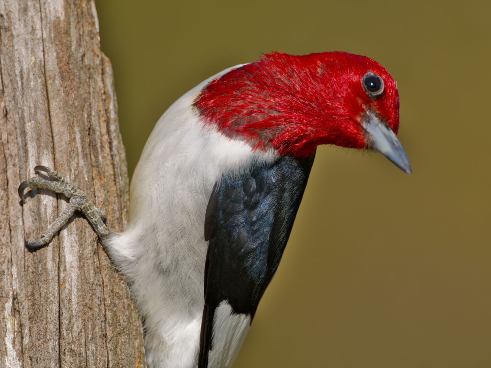Melanerpes erythrocephalus