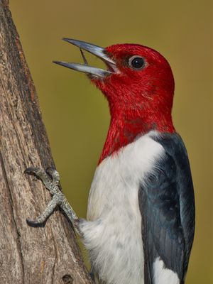 Red-headed Woodpecker
