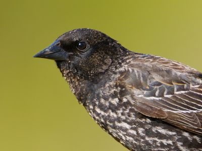 Red-winged Blackbird
