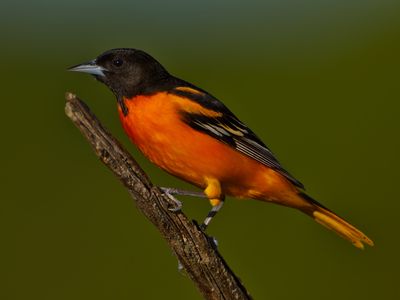 Baltimore Oriole