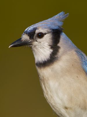 Blue Jay