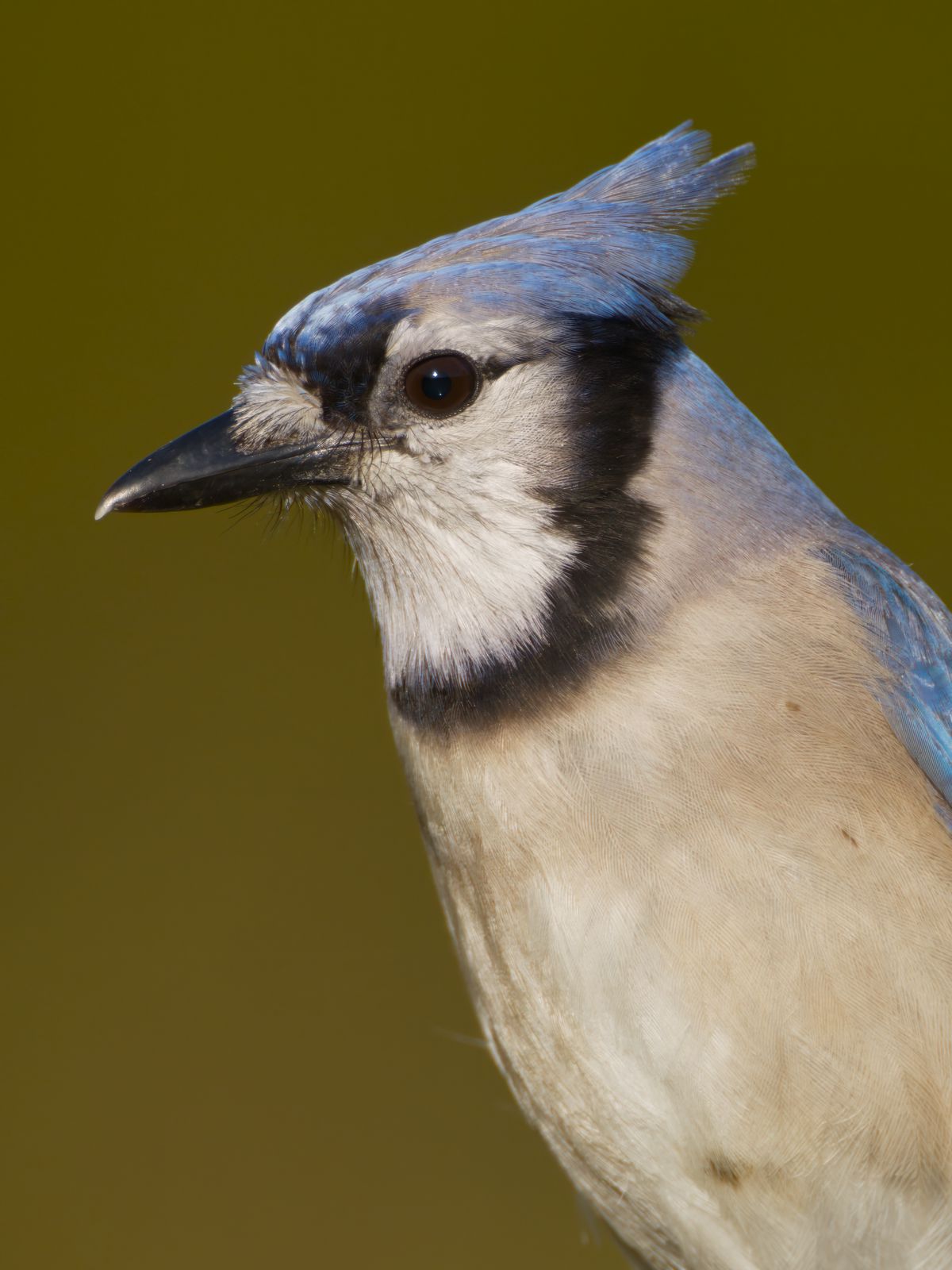 Cyanocitta cristata