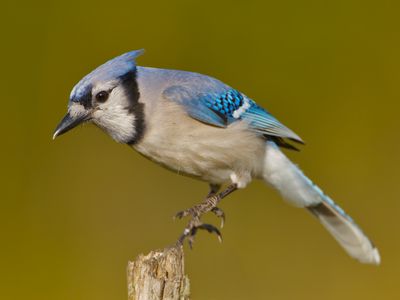 Blue Jay