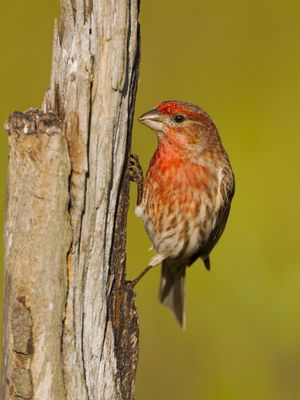 House Finch