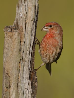 House Finch