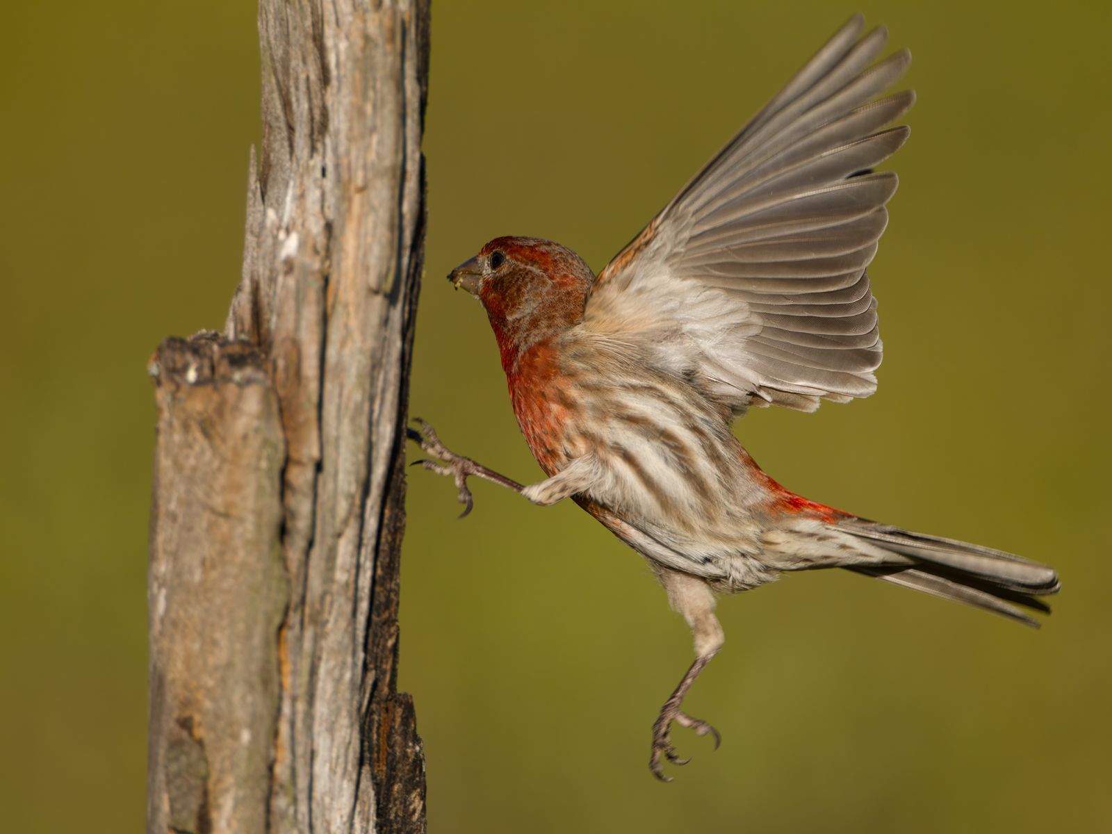 Haemorhous mexicanus