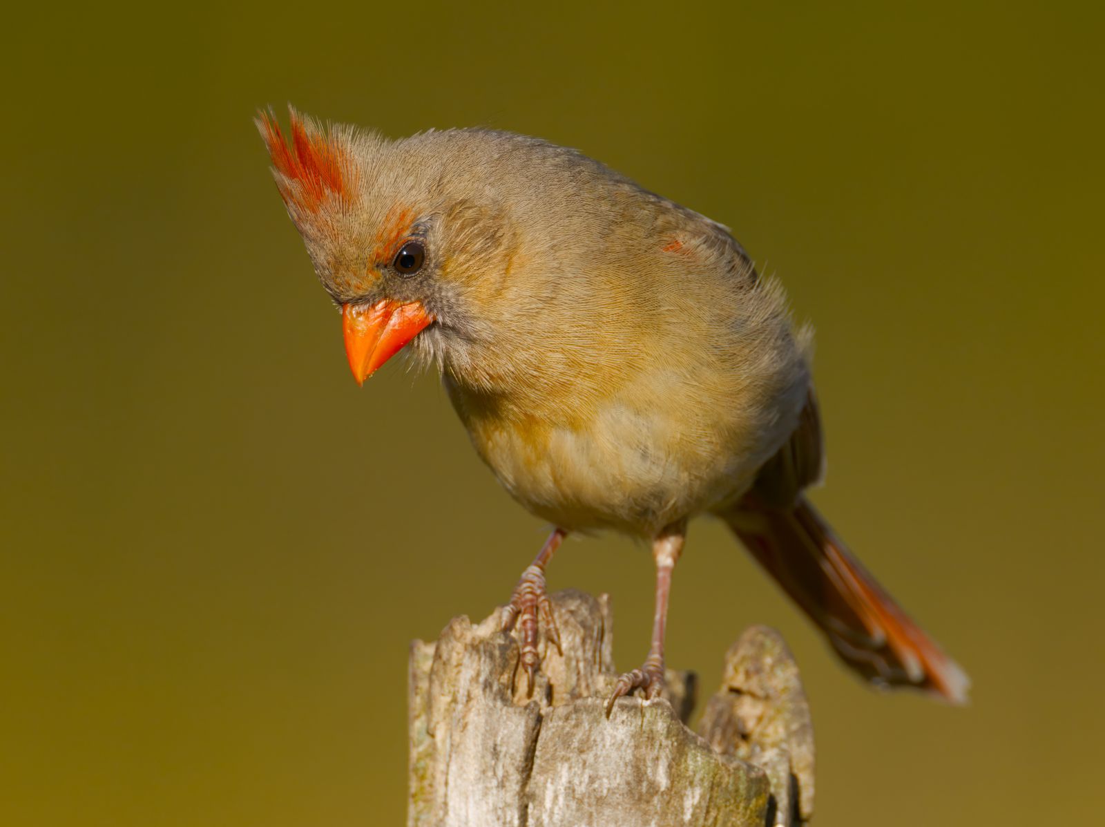 Cardinalis cardinalis