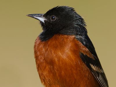 Orchard Oriole