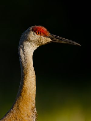 Sandhill Crane