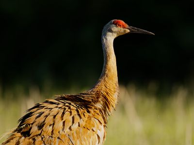 Sandhill Crane