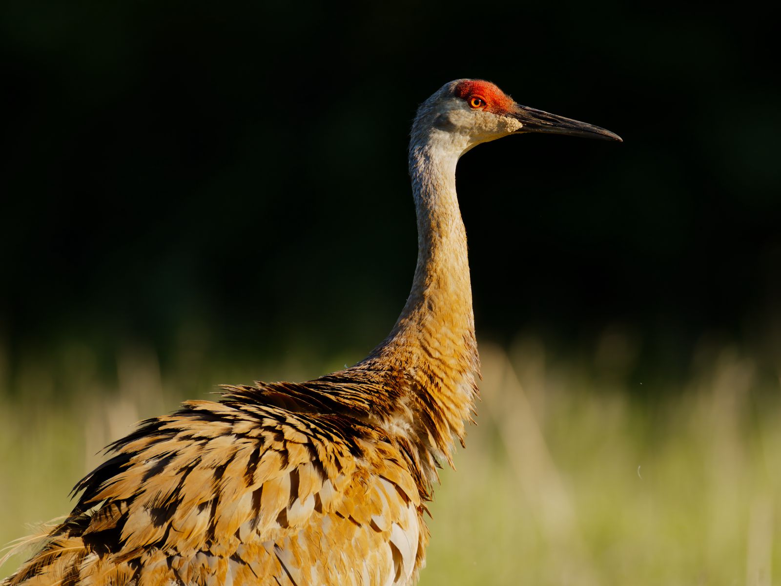 Antigone canadensis