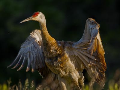 Sandhill Crane