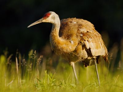 Sandhill Crane