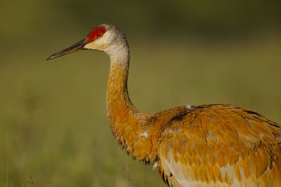 Sandhill Crane