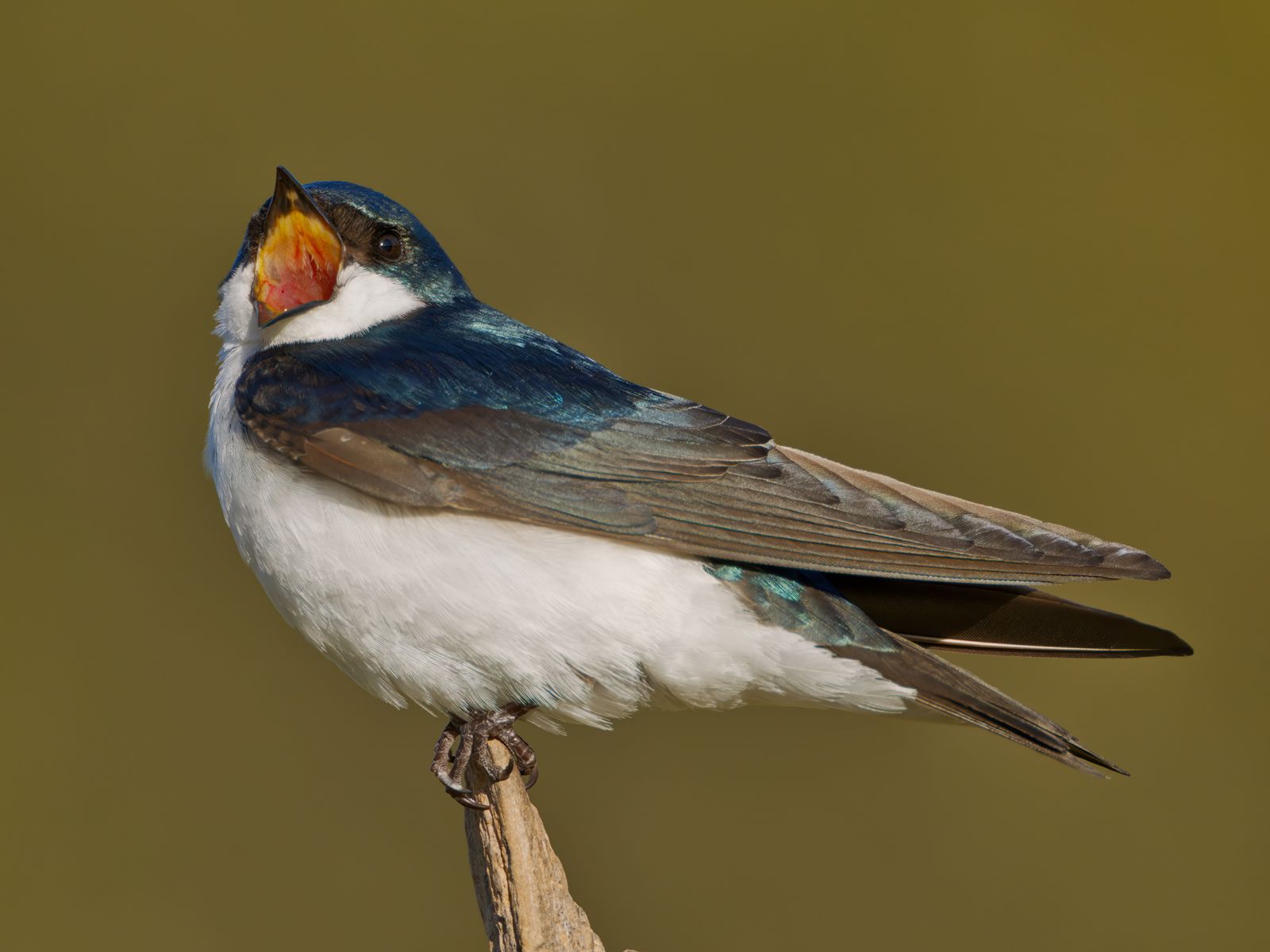 Tachycineta bicolor