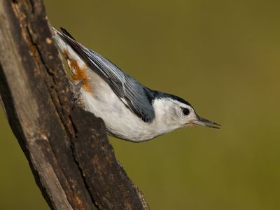 White-breasted Nuthatch