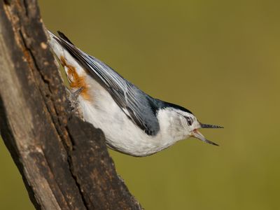 White-breasted Nuthatch