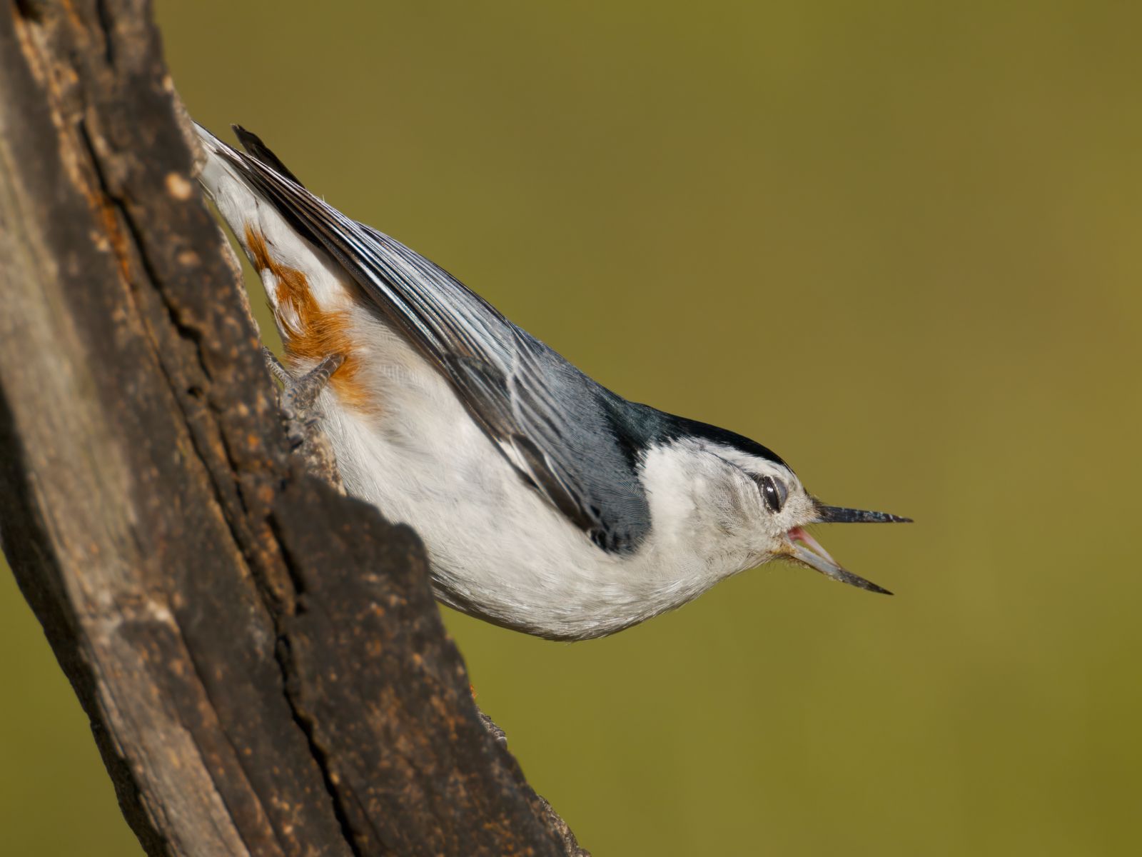 Sitta carolinensis