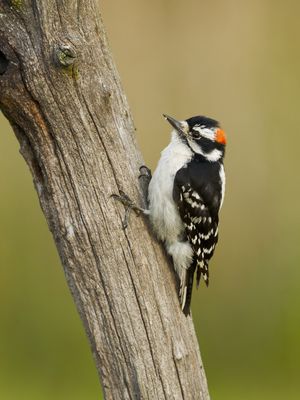 Downy Woodpecker