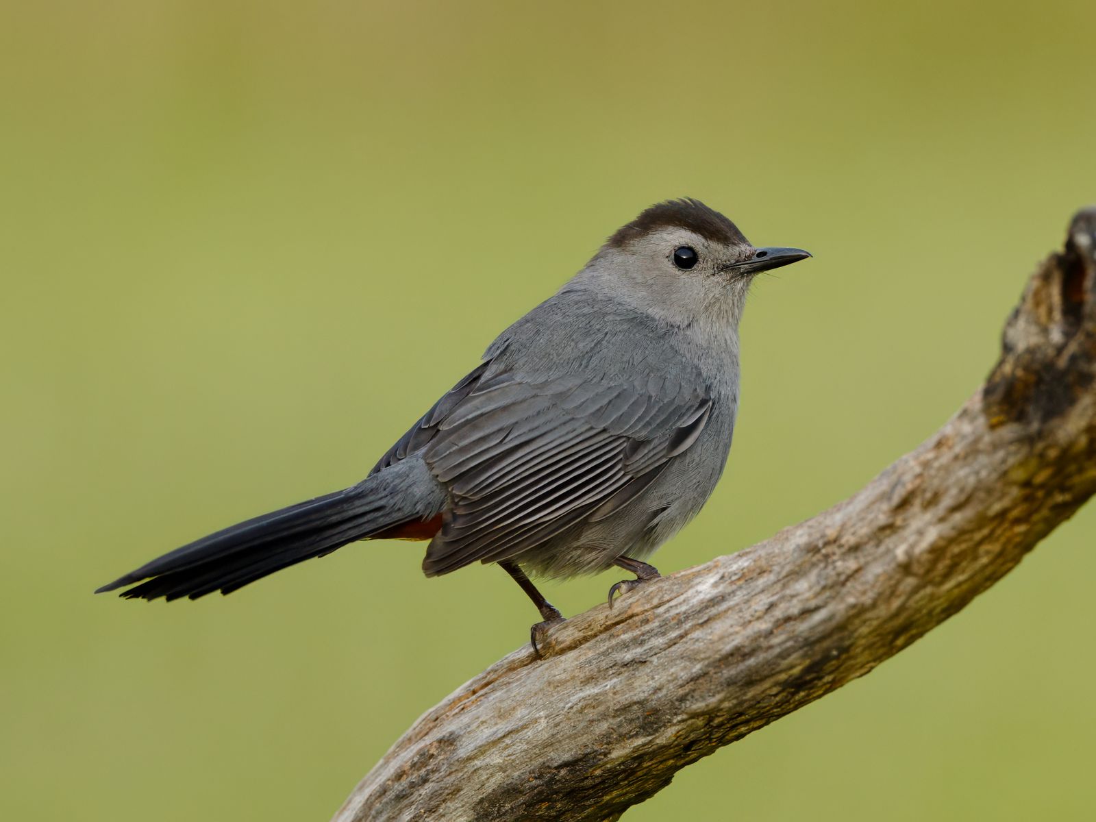 Dumetella carolinensis