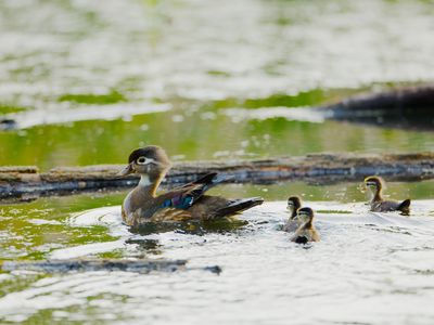 Wood Duck