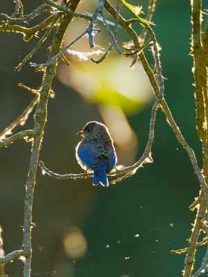 Eastern Bluebird