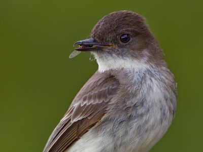 Eastern Phoebe
