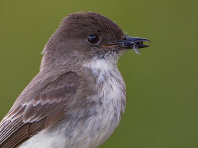 Eastern Phoebe