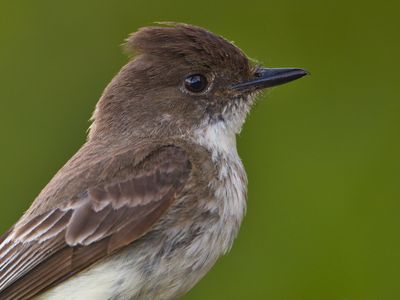 Eastern Phoebe