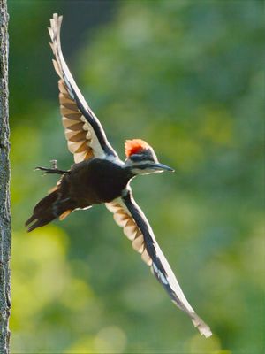 Pileated Woodpecker