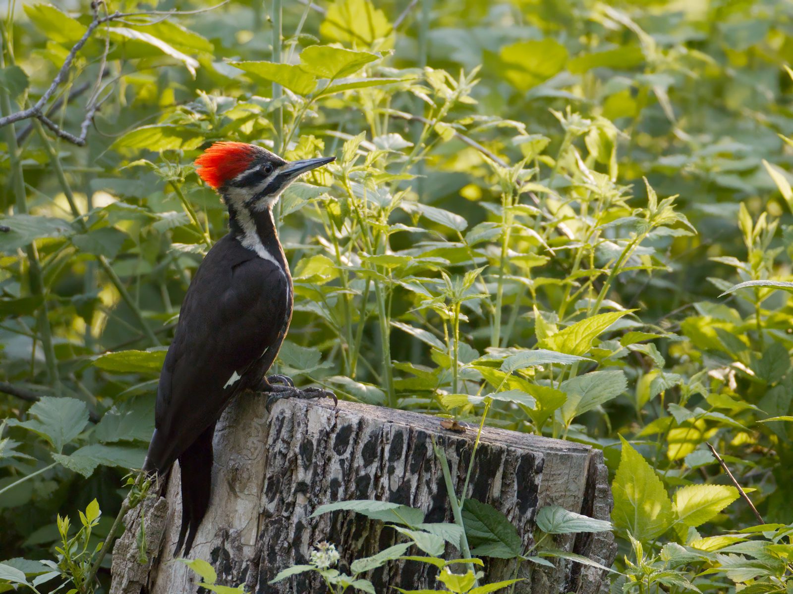 Dryocopus pileatus