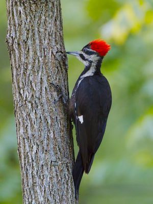 Pileated Woodpecker