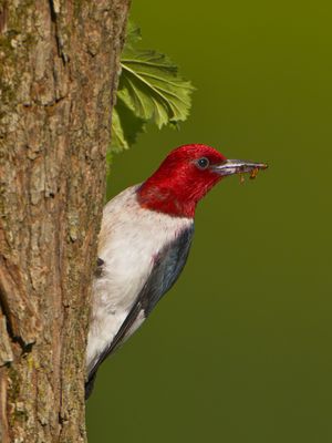 Melanerpes erythrocephalus