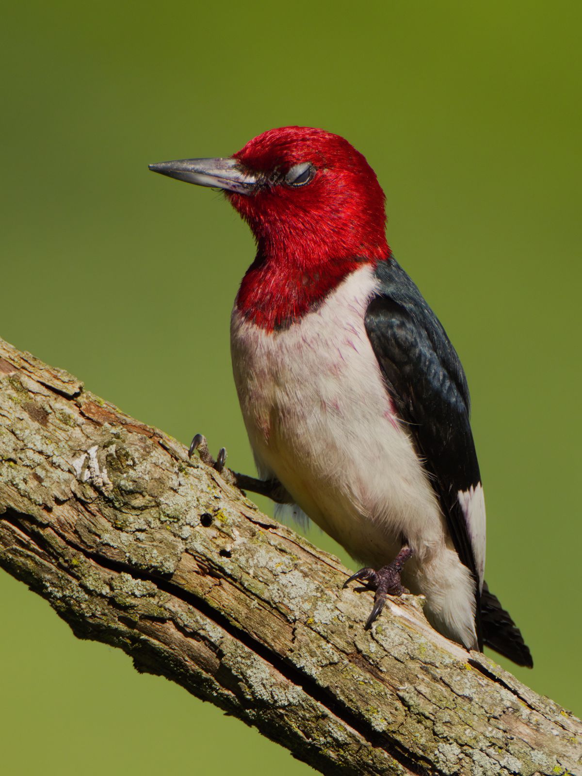 Melanerpes erythrocephalus