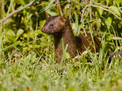 American Mink