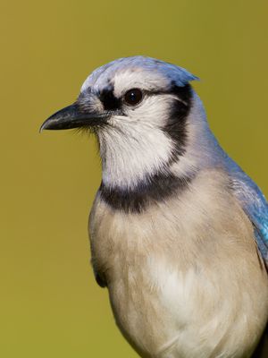 Blue Jay