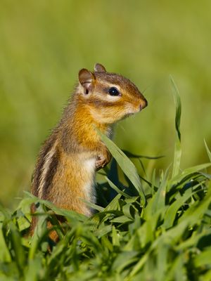 Tamias striatus