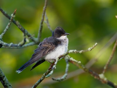 Eastern Kingbird